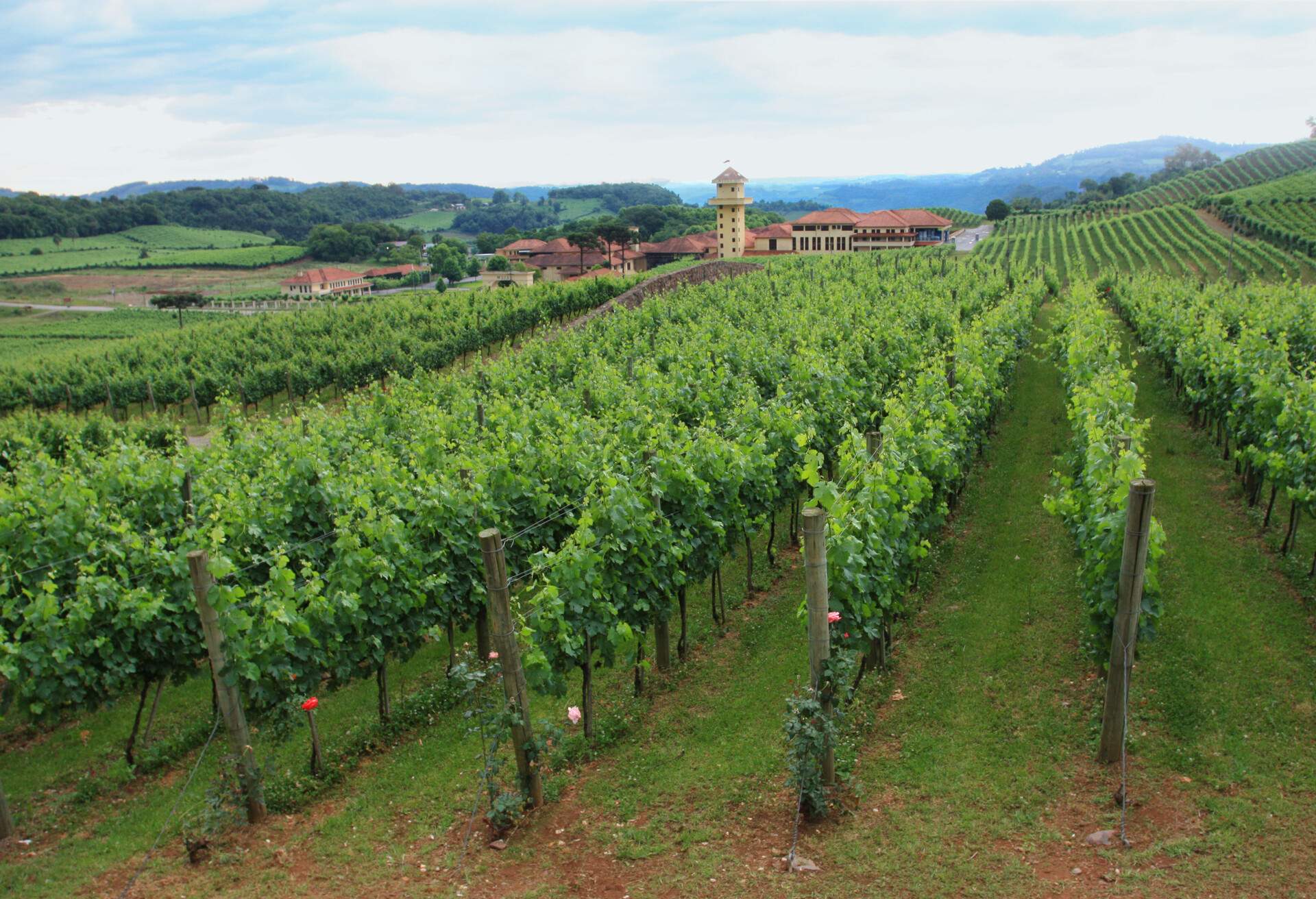 The Valley of the Vineyards in Bento Gonçalves. Typical landscape from Vale dos Vinhedos region, southern Brazil. Vineyard - Parreiral