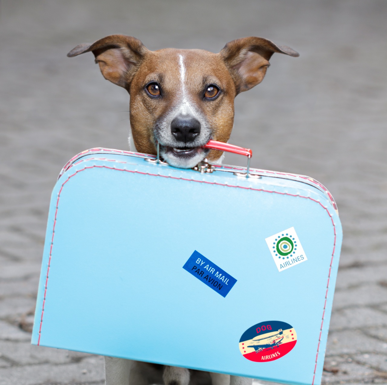 Dog holding a blue bag