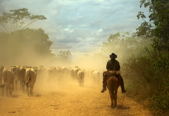 Cowboy cavalgando pela Transpantaneira