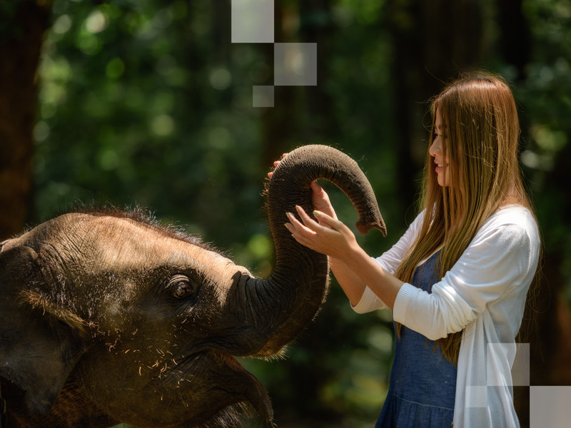 Passe um tempo pertinho dos elefantes dentro de um santuário ético