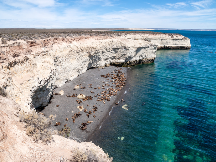 Veja de perto uma colônia de leões marinhos quando visitar Puerto Madryn, na Argentina