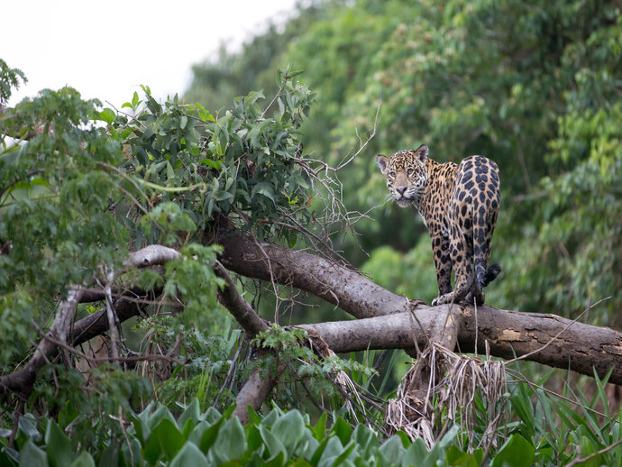 Prepare-se para ver as mais incríveis espécies de fauna e flora em um safári pelo Pantanal