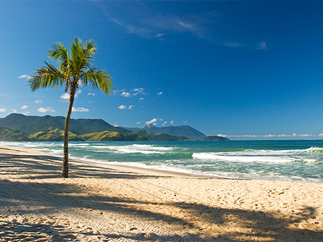 foto de uma praia, com céu limpo e um coqueiro na beira da praia.