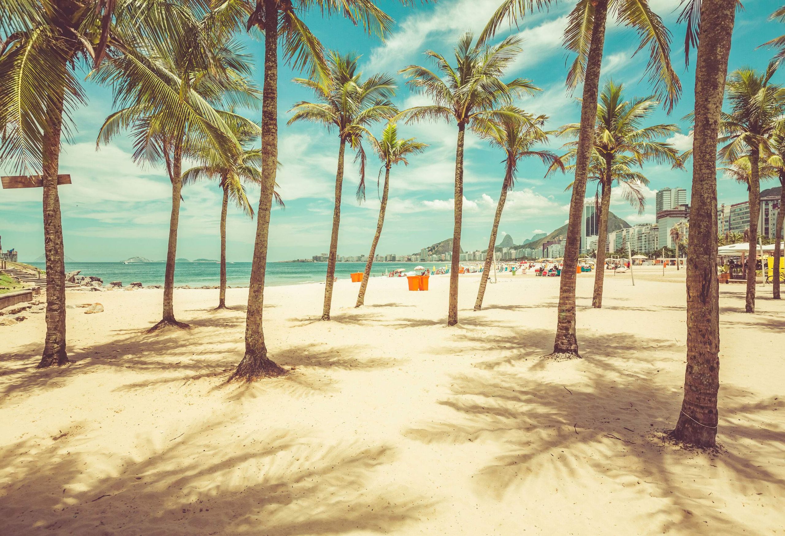 A beach with a grove of palm trees.