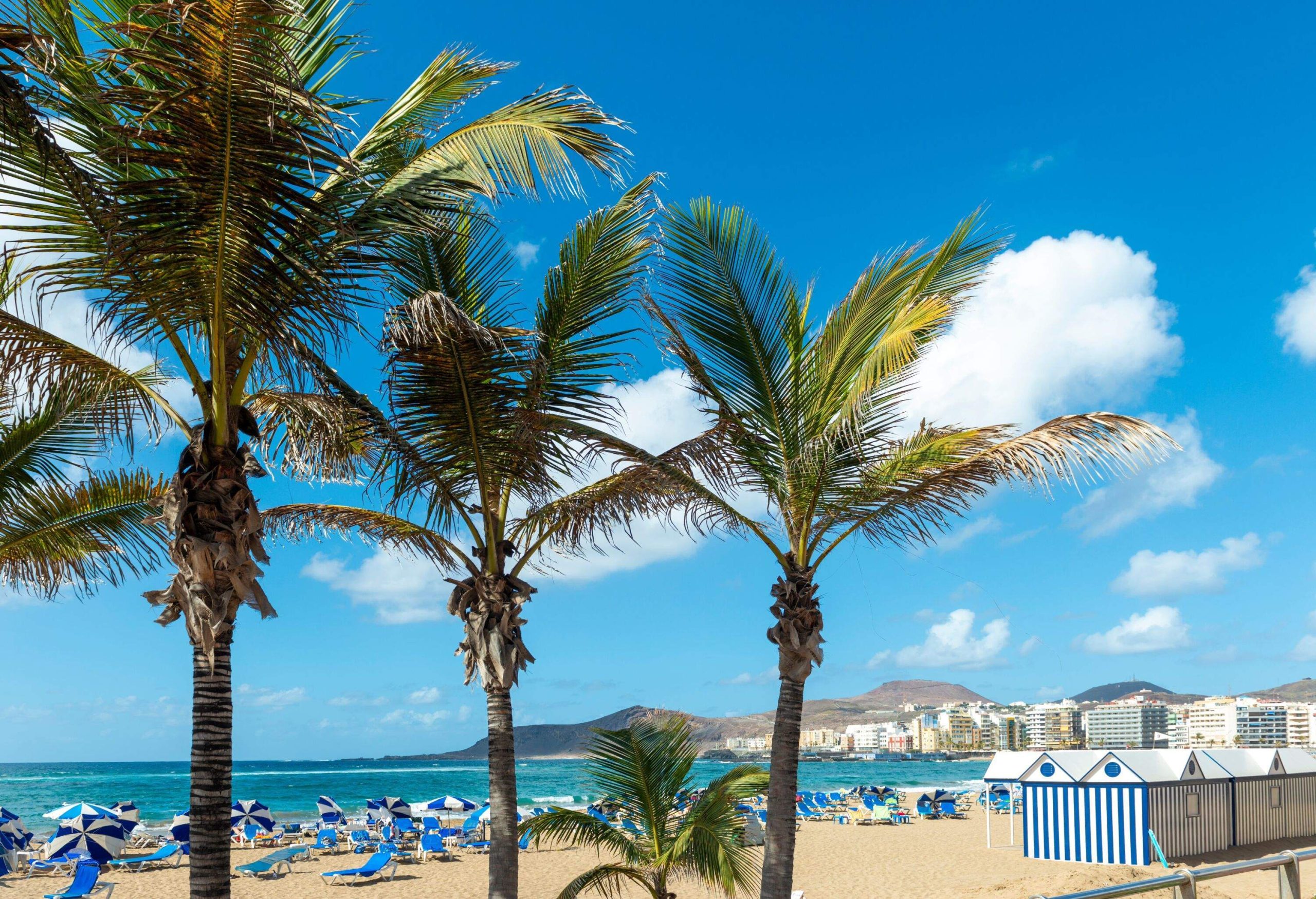 Tree palmtrees on a beach