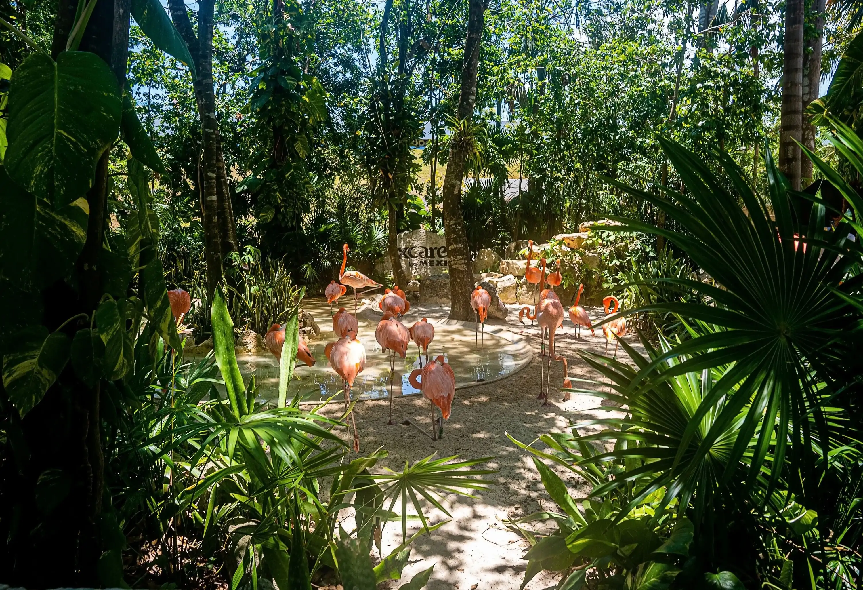 A graceful flock of flamingos wades in a serene water pond, surrounded by trees, within the tranquil setting of an eco-park.