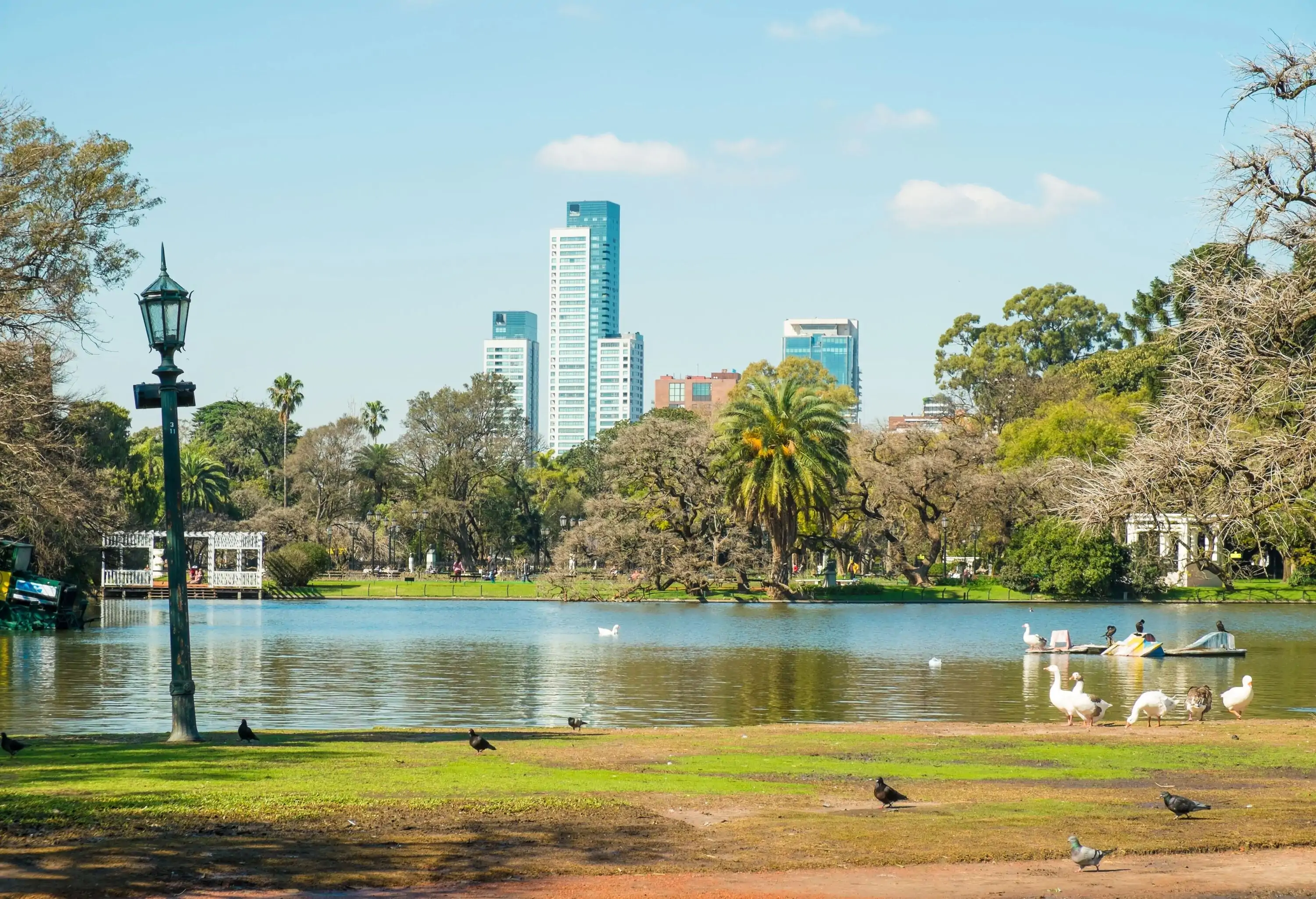 Birds waddling across the park and floating in a pond surrounded by trees.