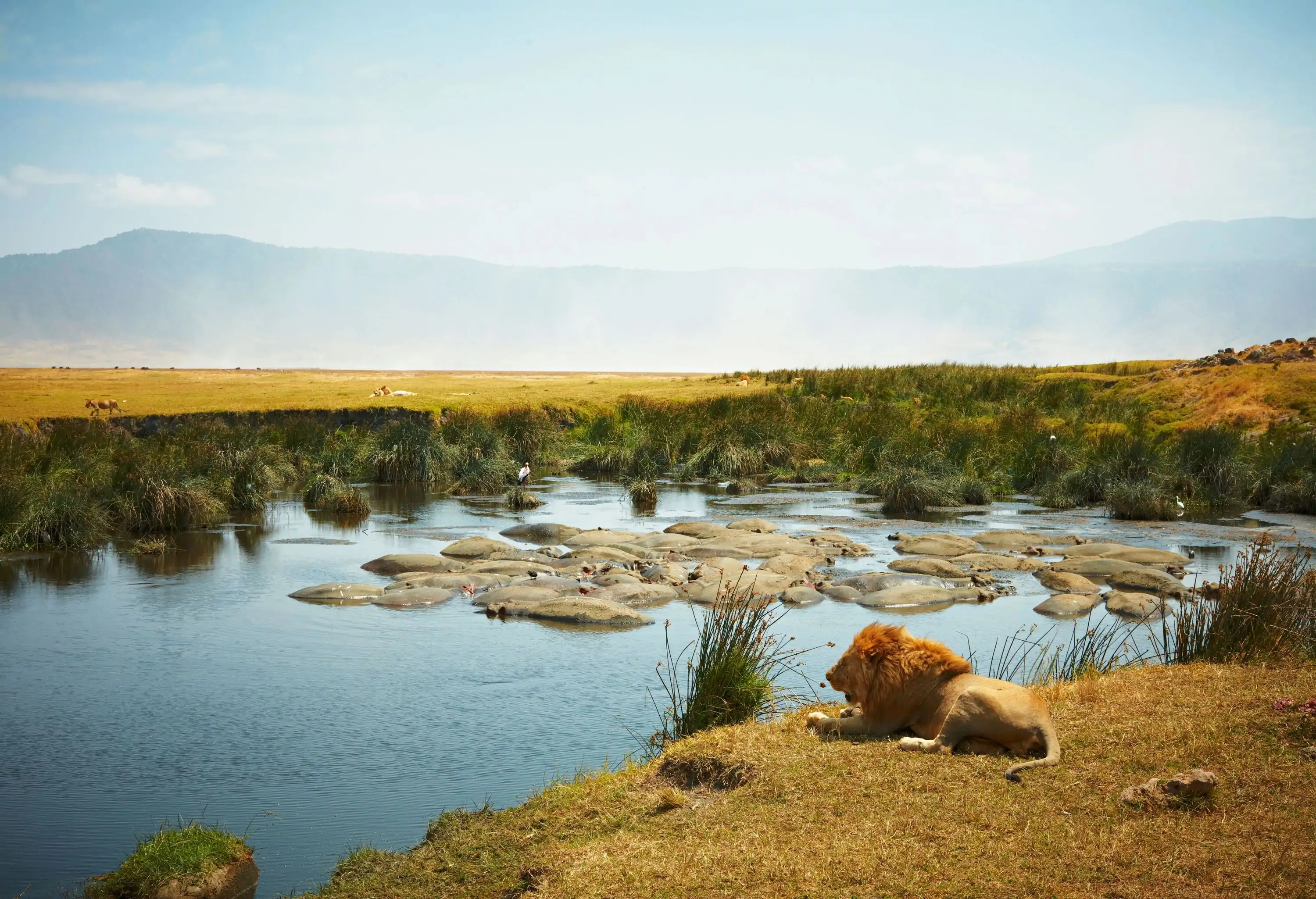 A lone lion rests alongside the tiny pond occupied by the hippopotamus and other animals in the vast grassland in the background.