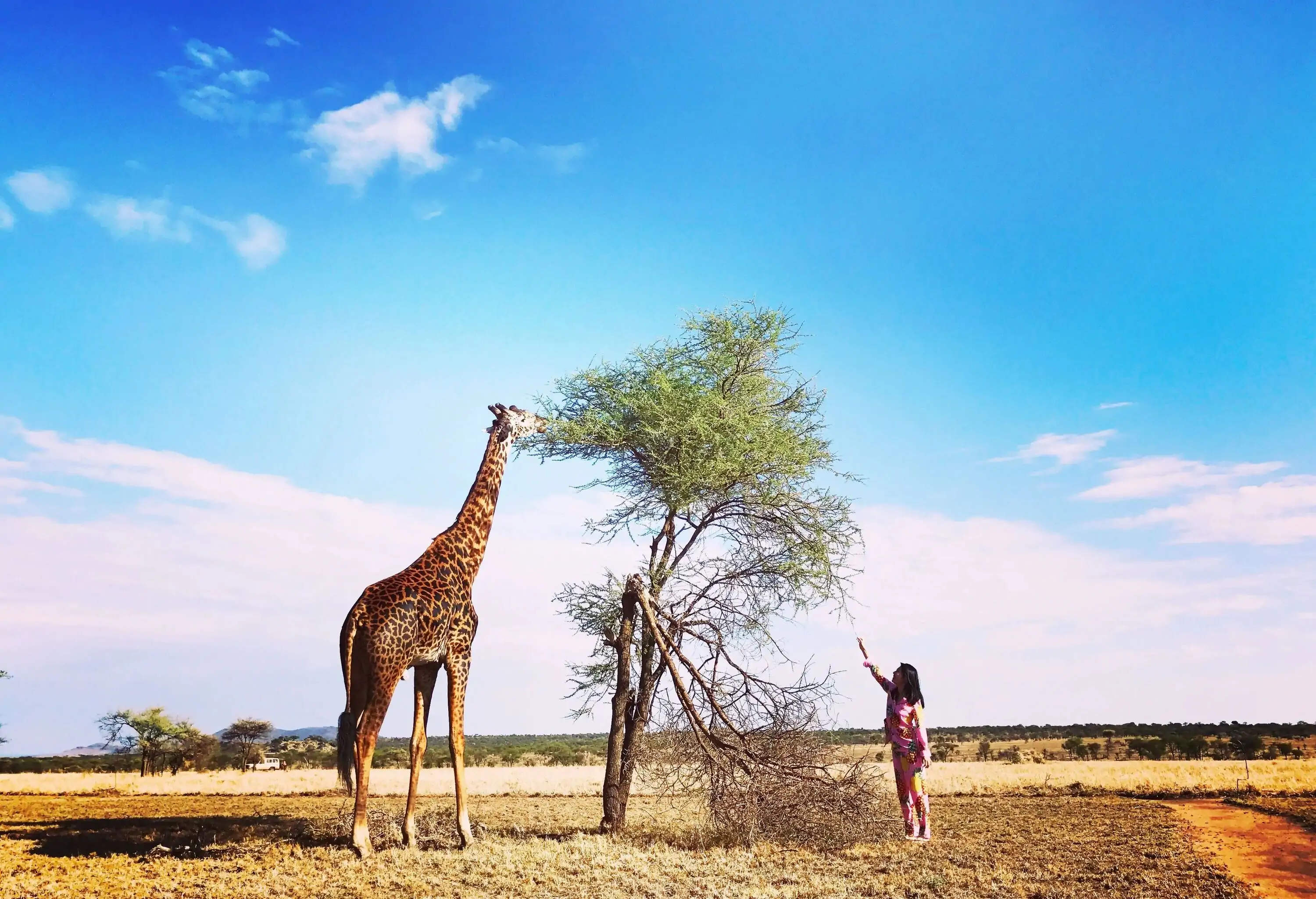 A female tourist stands beside a tree, watching a giraffe eating the leaves in the wilderness.