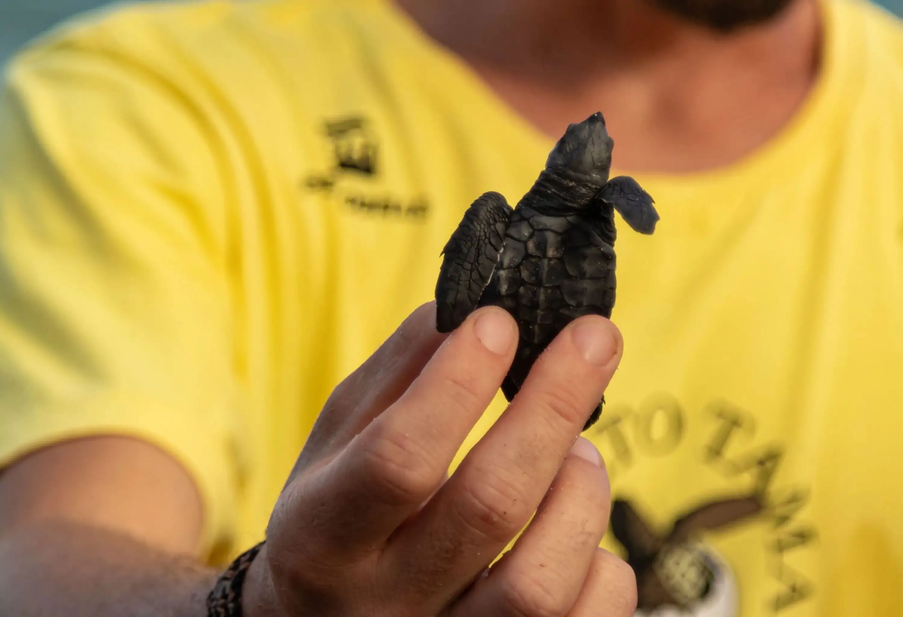 A man in a yellow shirt holds a cute baby turtle.