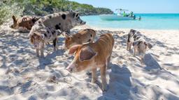 Hotéis em Exuma
