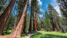 Aluguel de temporada em Parque Nacional da Sequoia