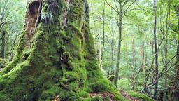 Hotéis em Yakushima