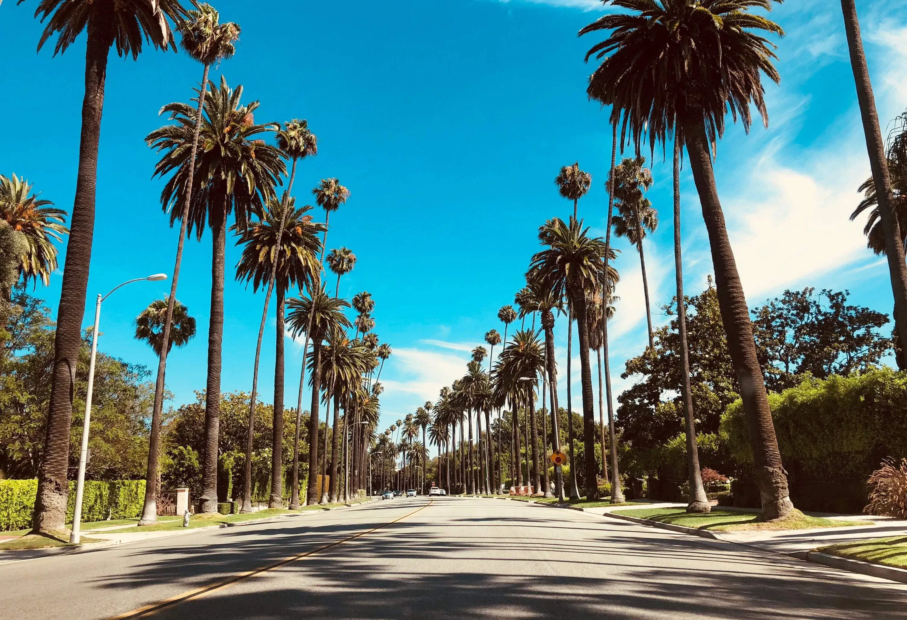 Tall palm trees and lush green plants enclose a concrete road against the bright blue sky.