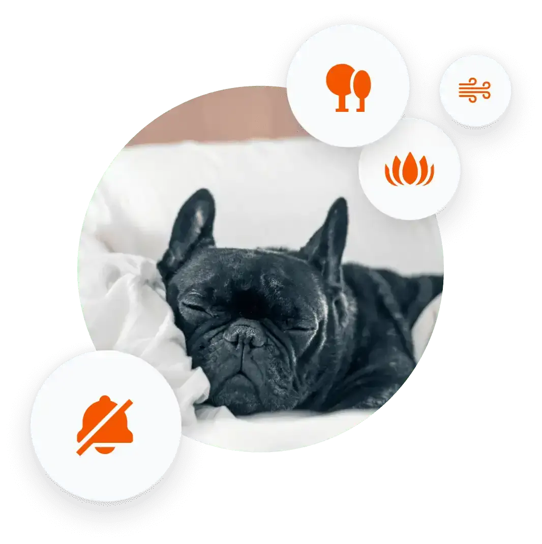dog-image