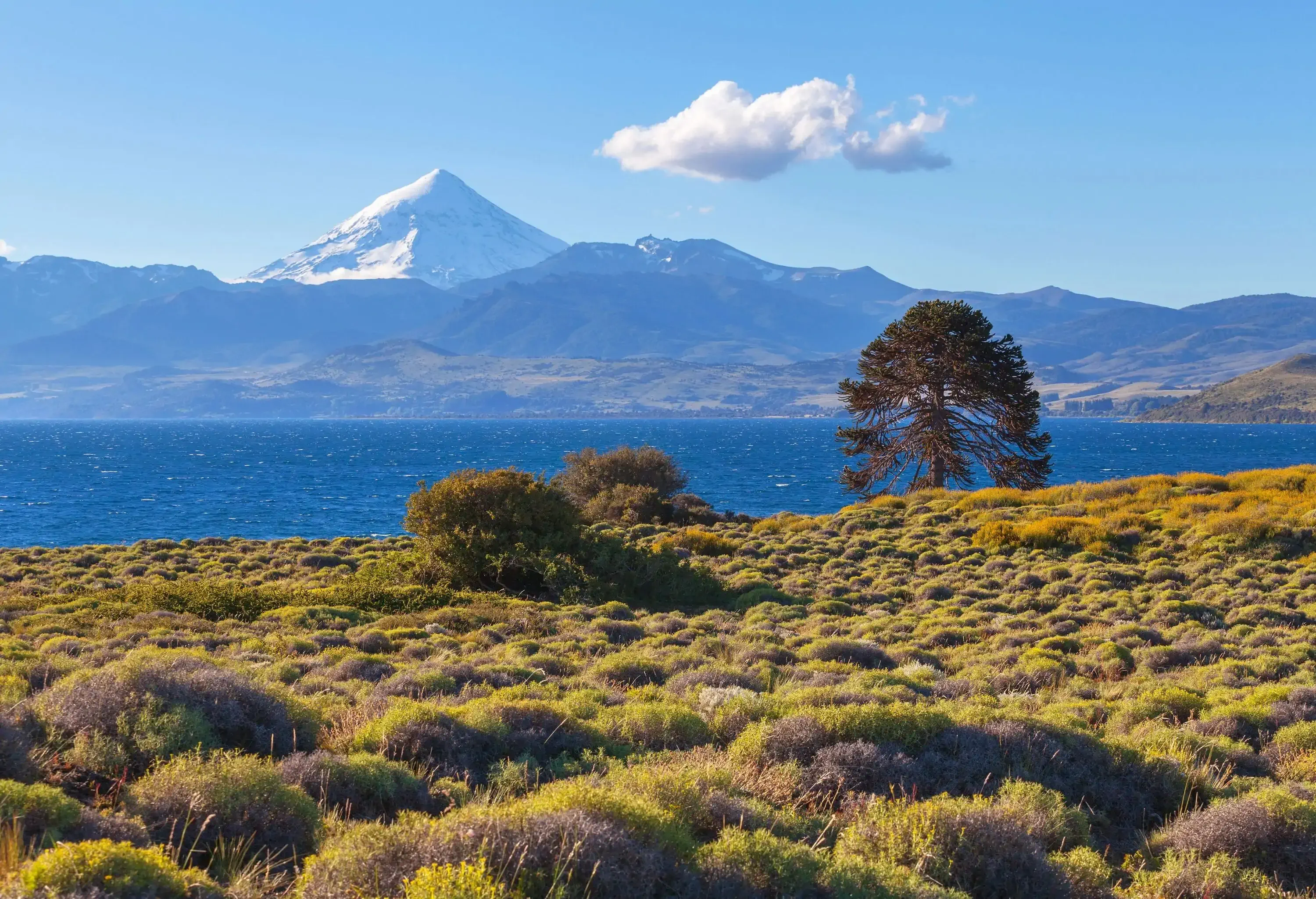 A shrubland surrounding a lake with a snow-covered peak behind a mountain range in the distance.