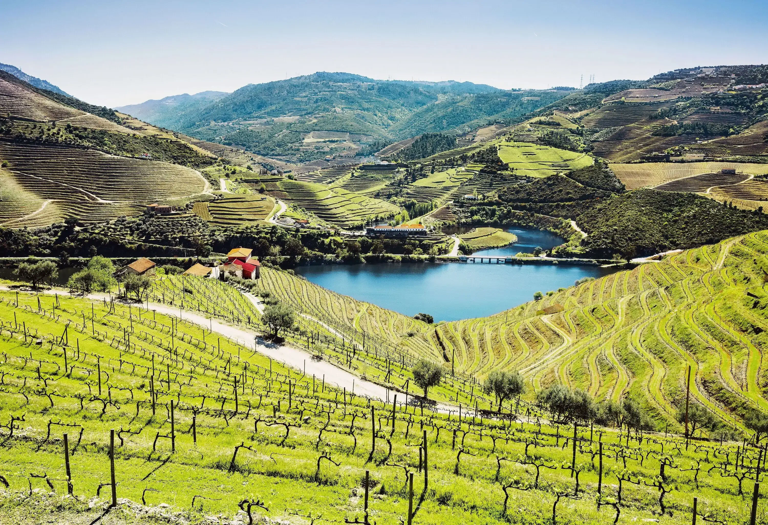 A calm river surrounded by terraced hills and valleys of vineyards.
