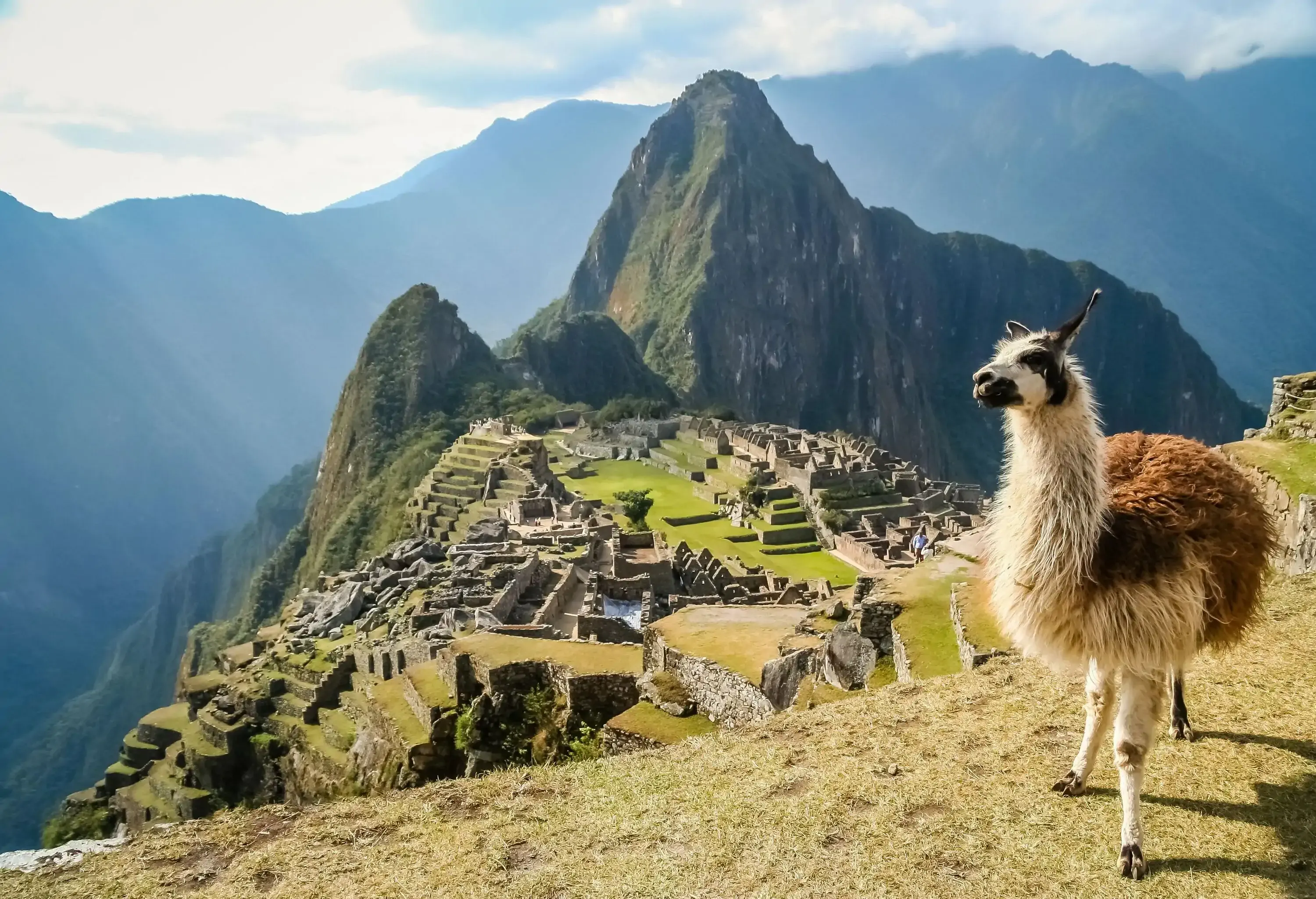 A llama stands on a cliff overlooking the ruins of the ancient Inca town of Machu Picchu on the saddle of a green mountain with sharp peaks in the background.