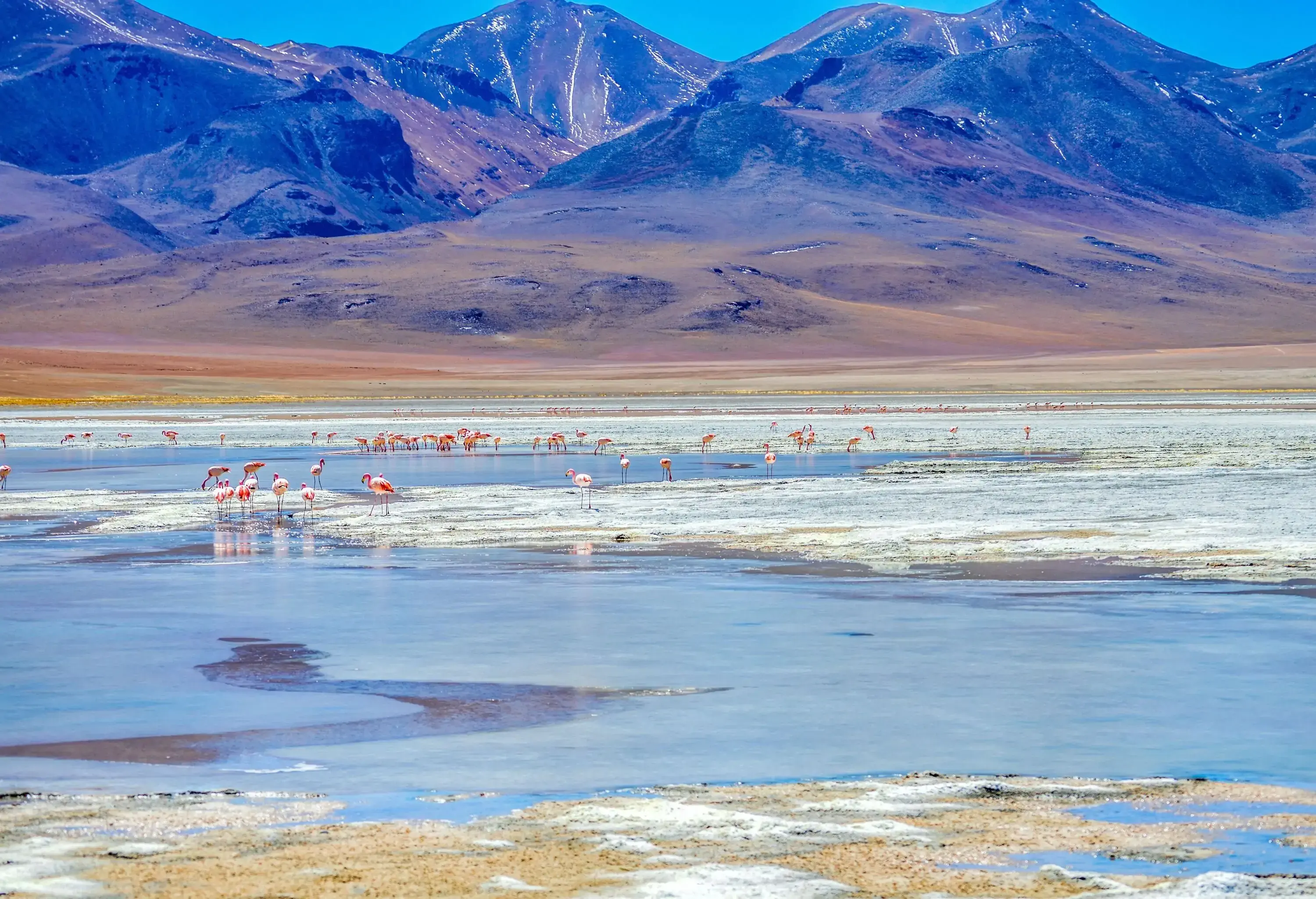 A flock of flamingos resting on a salt flat against the backdrop of mountains.