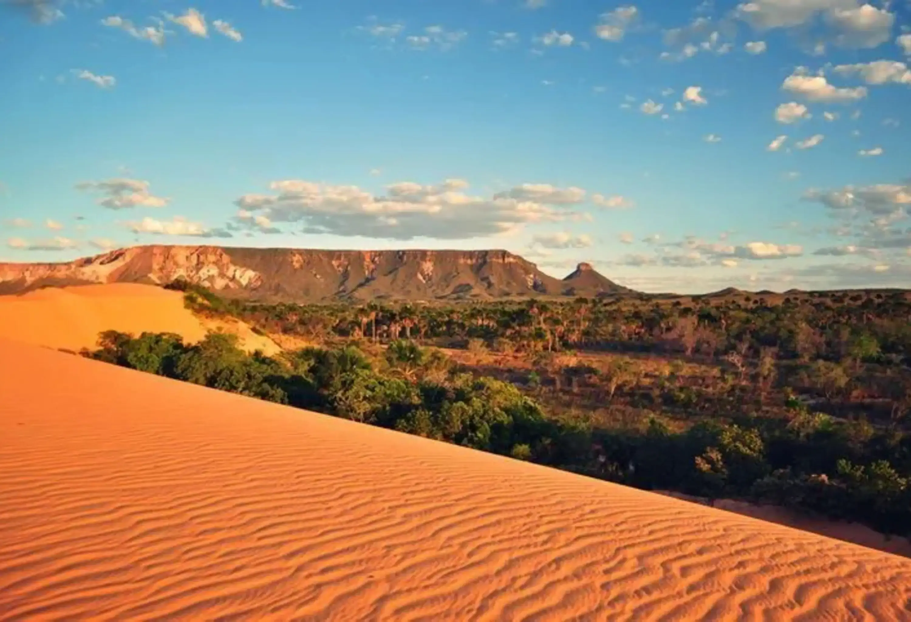 Wind ripples on sand dunes of a desert with overlooking views of a lush forest.