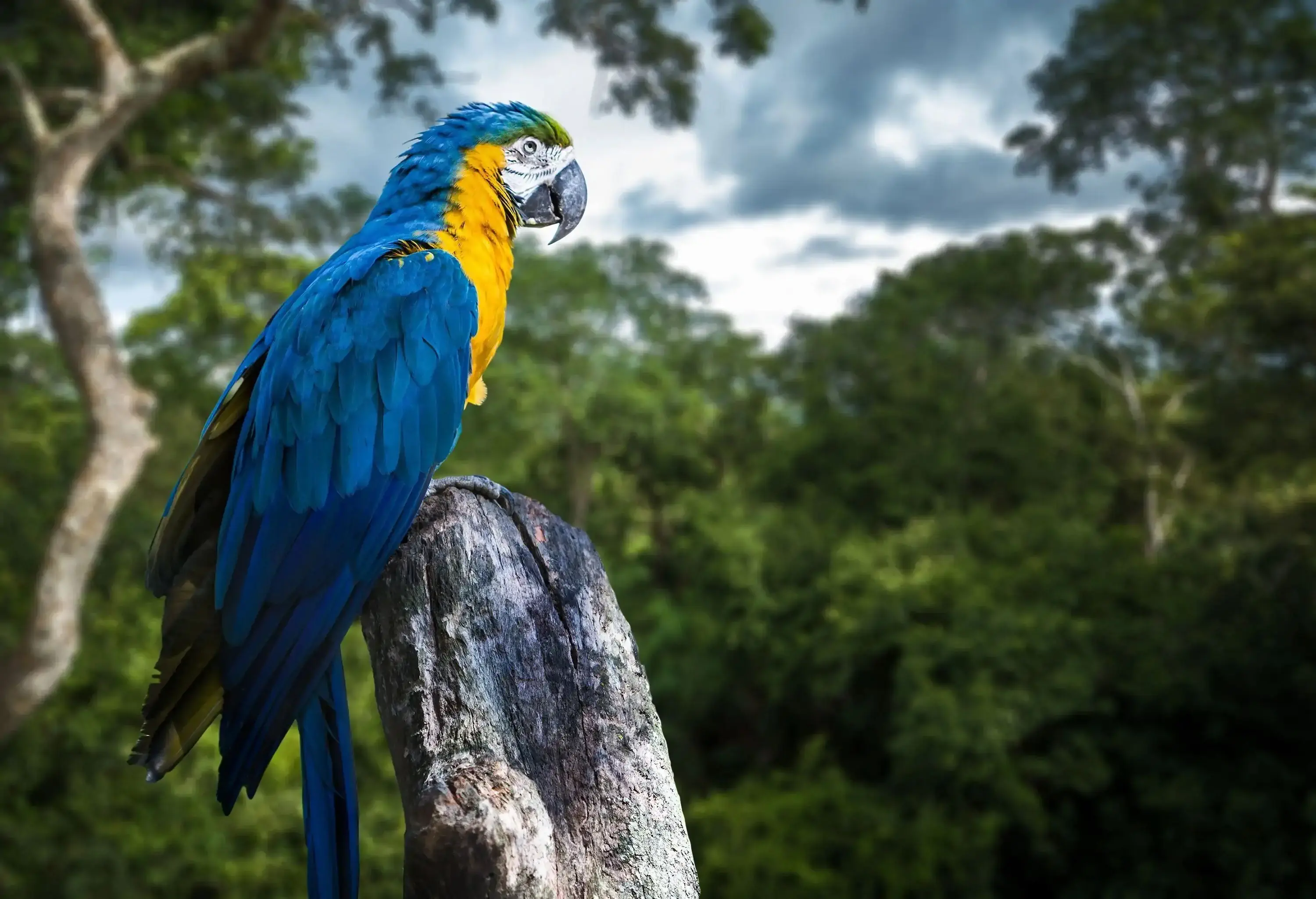 A blue and yellow parrot rests on a tree branch in a forest.