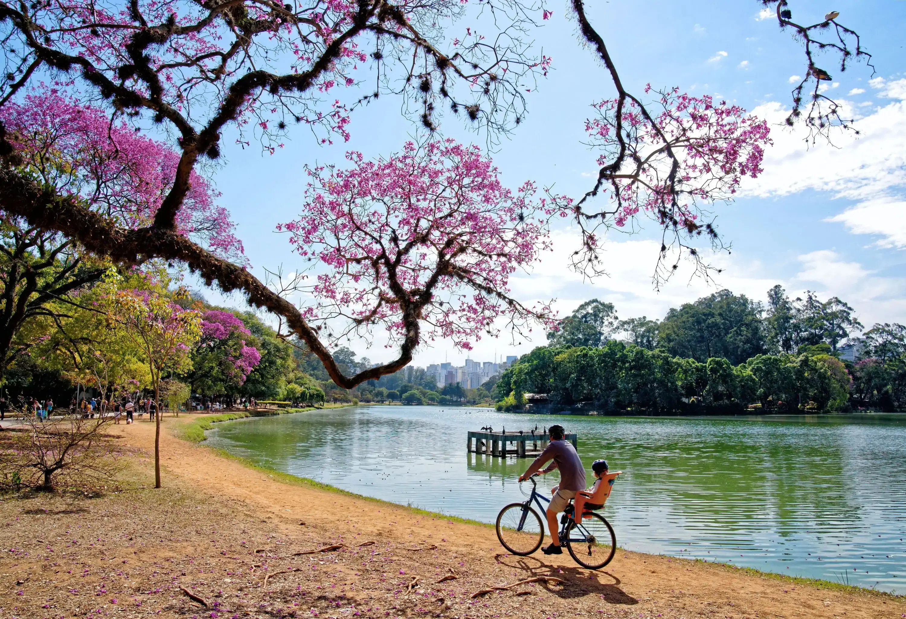 A father and a toddler on a bicycle ride with a child carrier alongside the lagoon amidst the lush green trees.