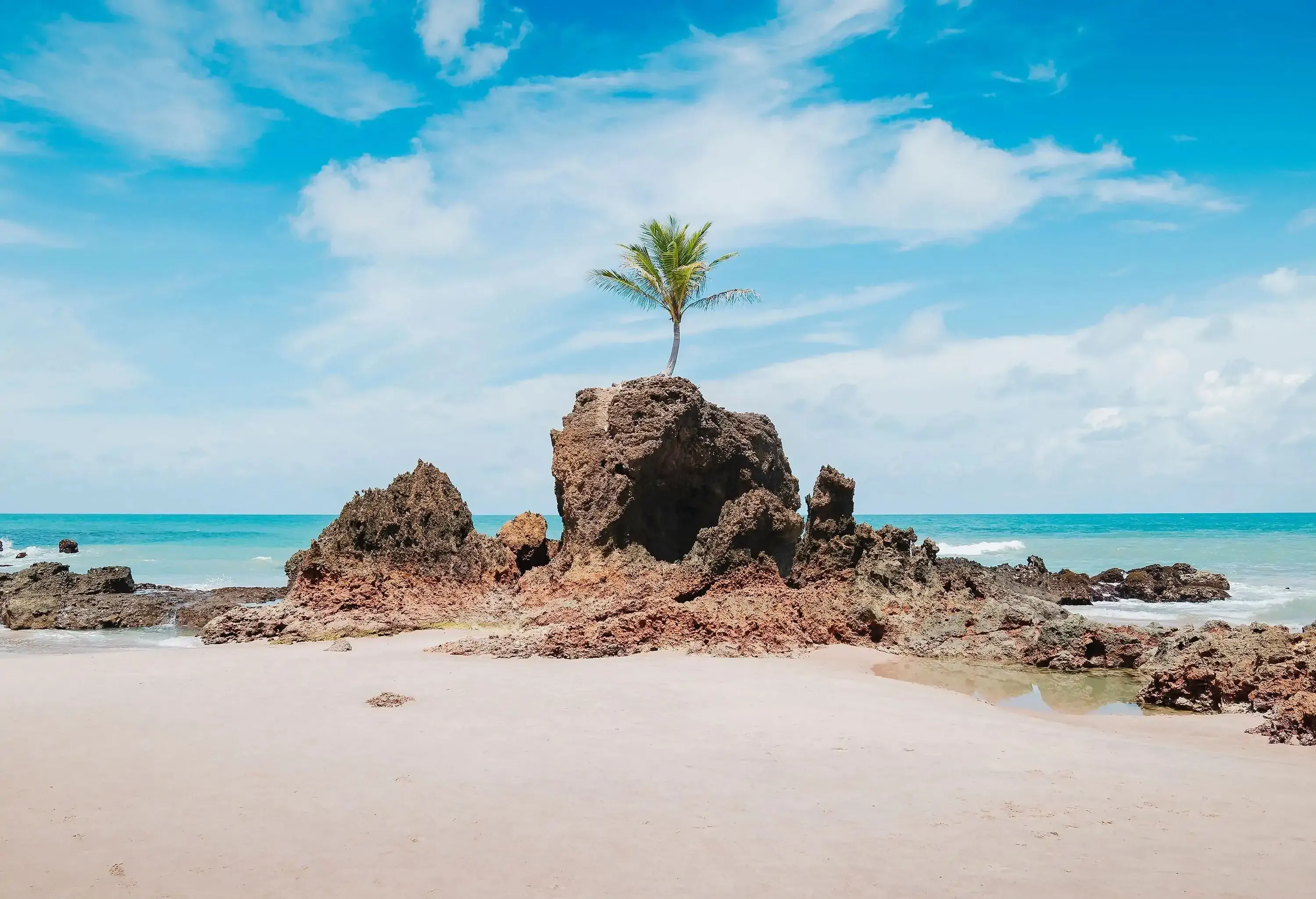 A coconut tree growing on top of a beach rock.