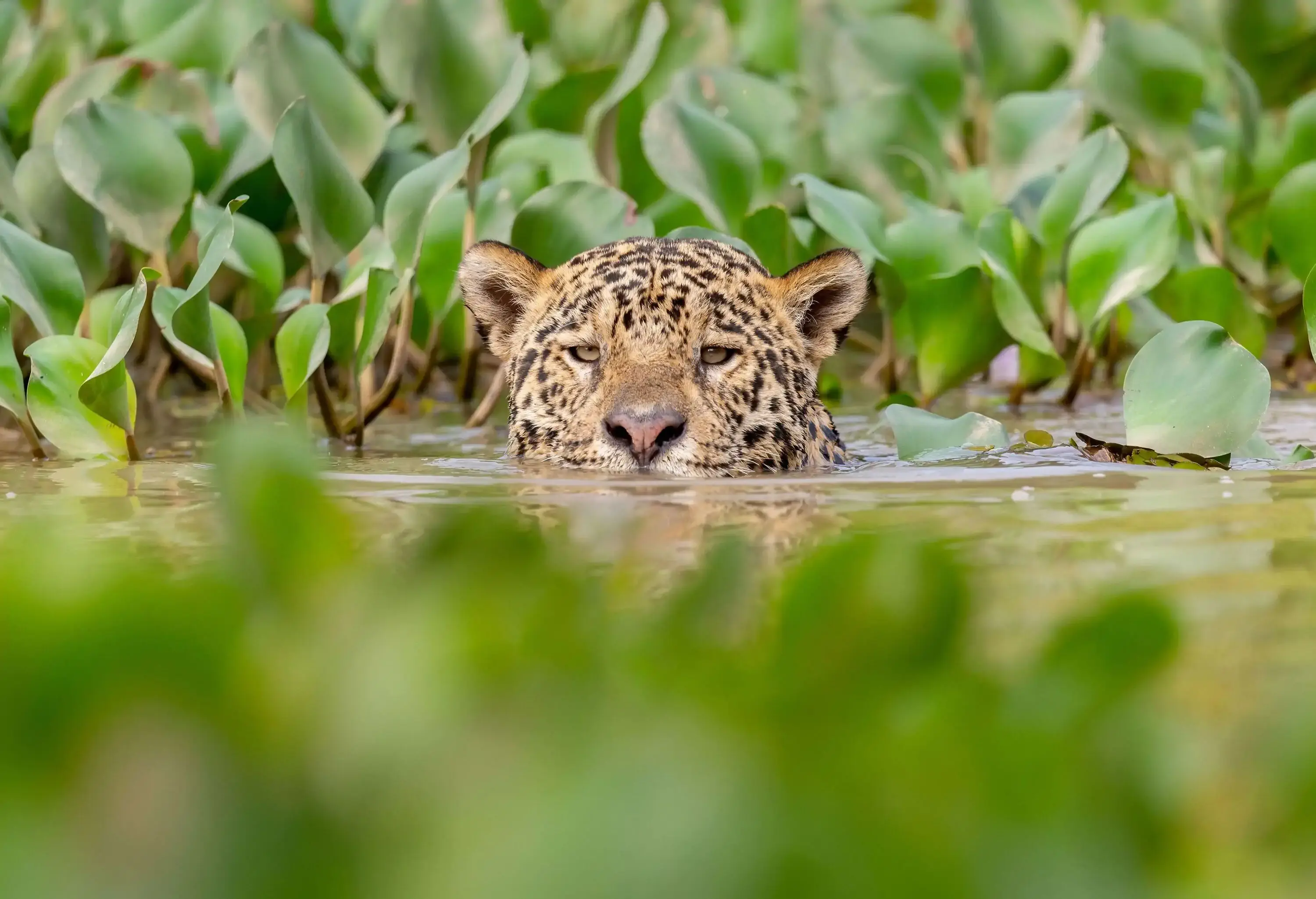 Head of a jaguar emerges from the surface of a river with green aquatic plants.