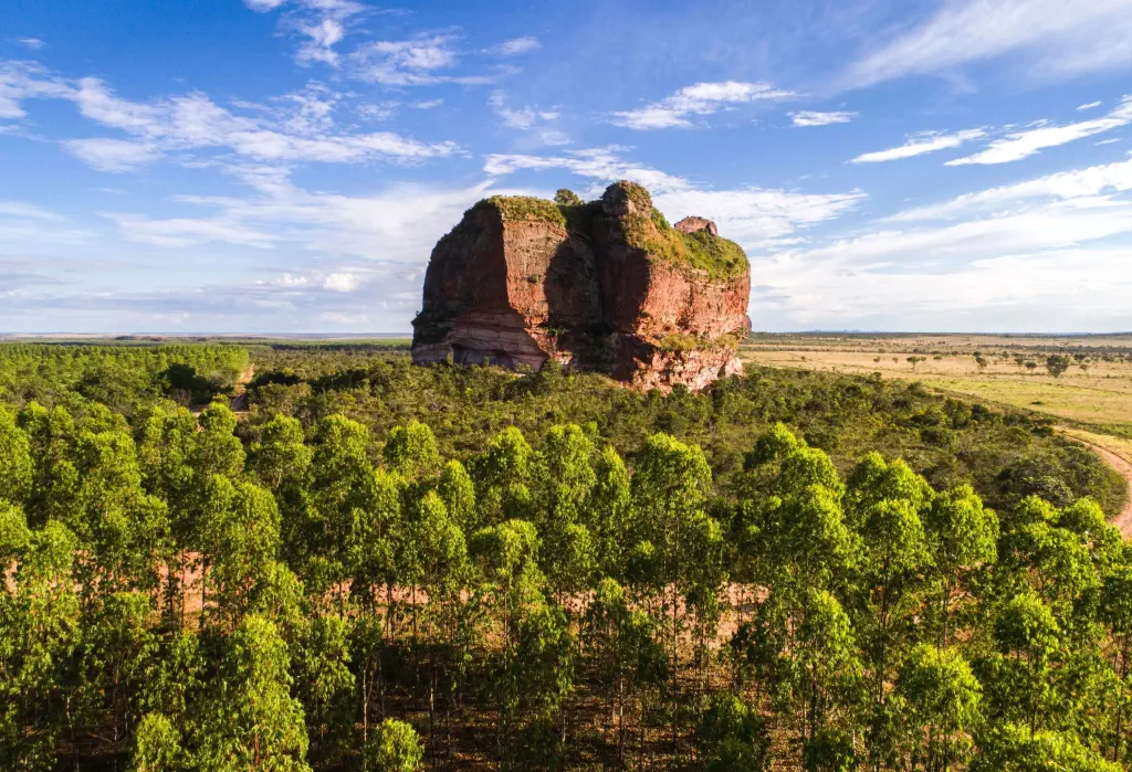 A steep rock hill surrounded by a dense forest.