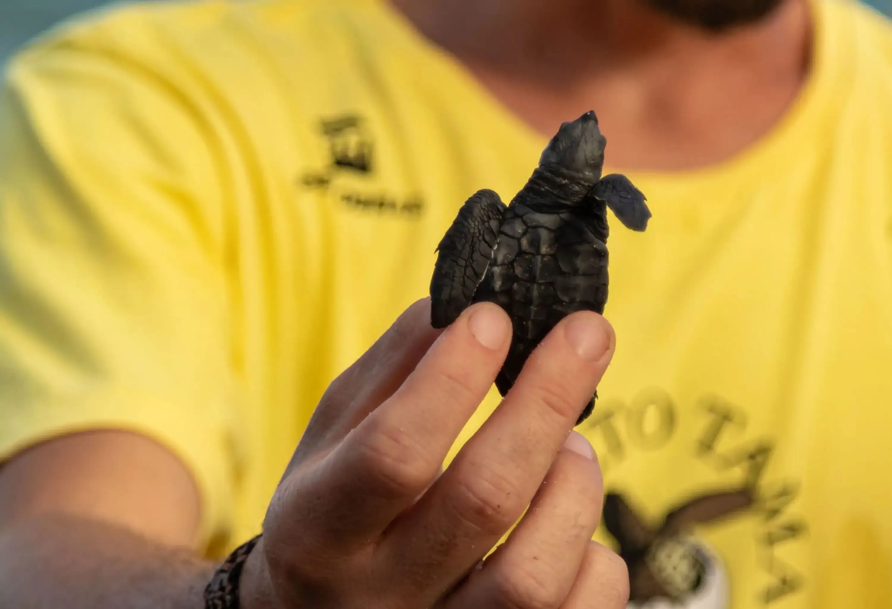 A man in a yellow shirt holds a cute baby turtle.