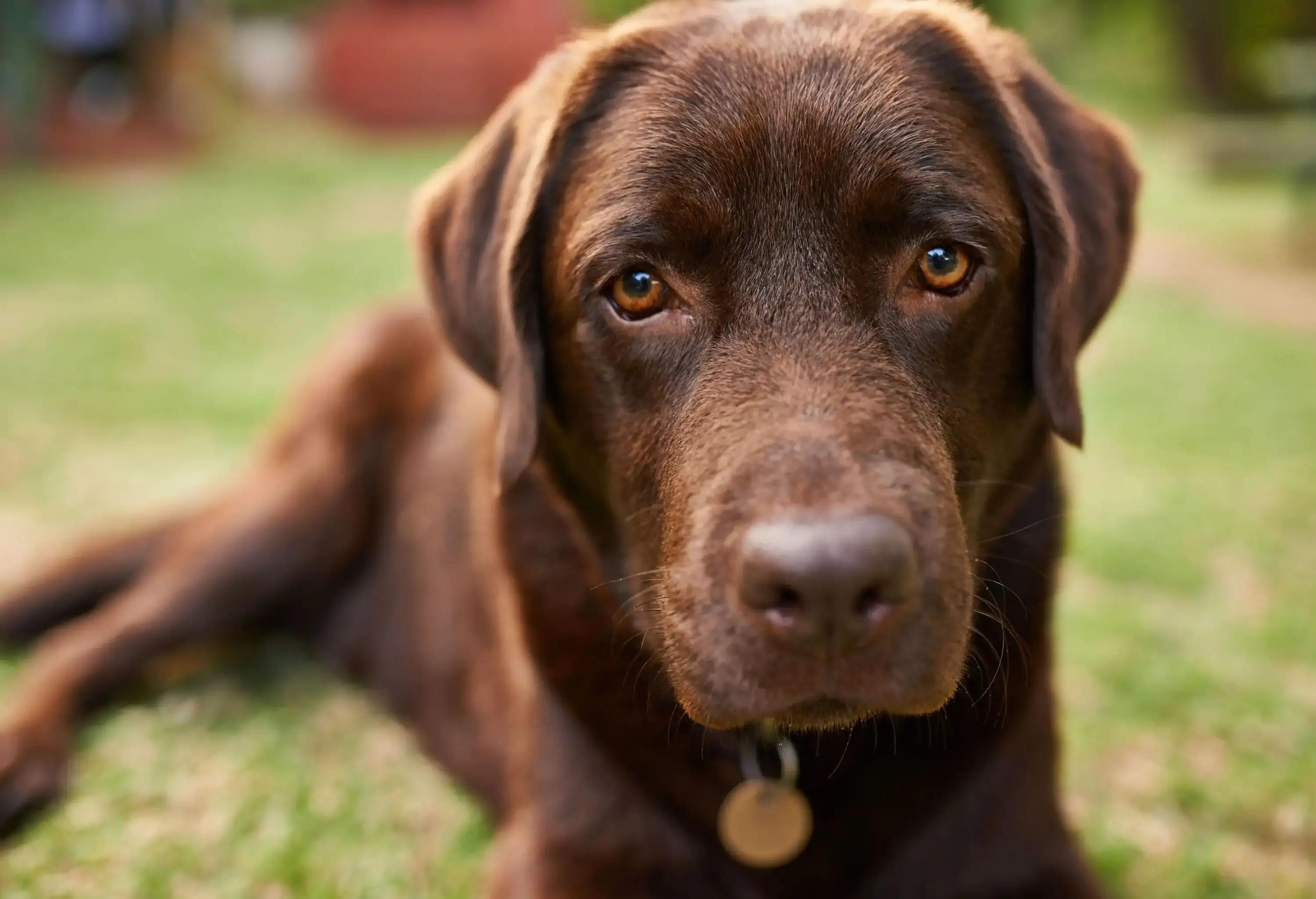 A brown dog lying on the grass.
