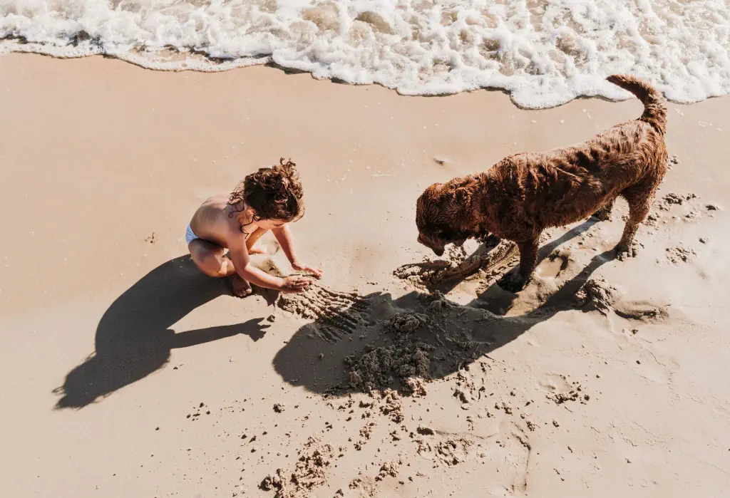 Top view of a little kid with a damp brown fur dog on the shore of the beach.