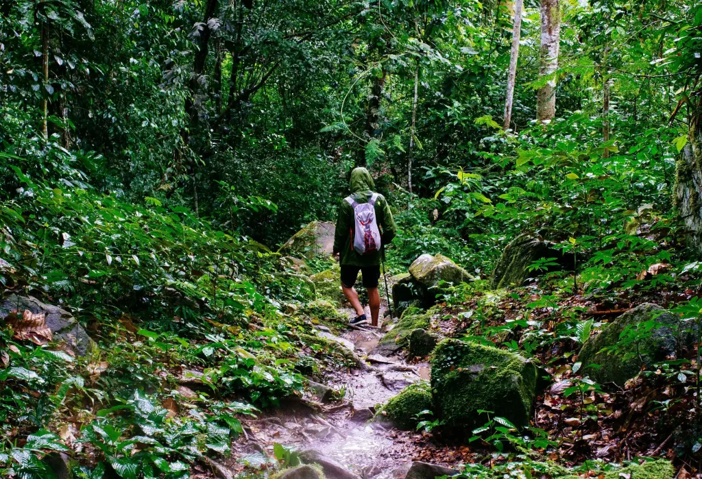 A hiker treks on a rocky and wet trail in the middle of a forest.