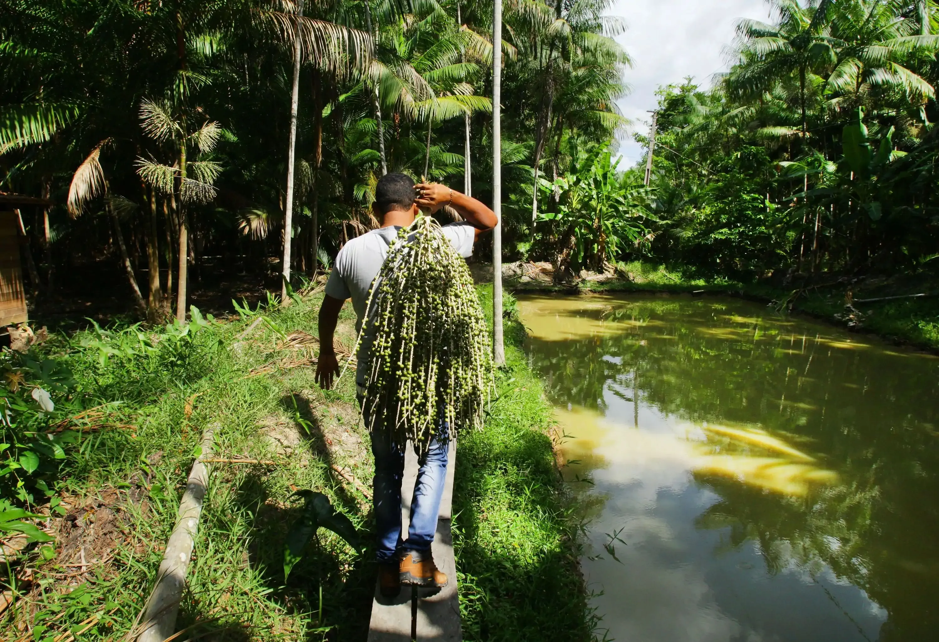 A man carries a harvested açai berries in the Amazon rainforest in Igarapé Miri district of the Pará state in Brazil. Acai berries are a 'super-food', high in antioxidants and anti-ageing properties, and are made into, and sold as, fruit juice.