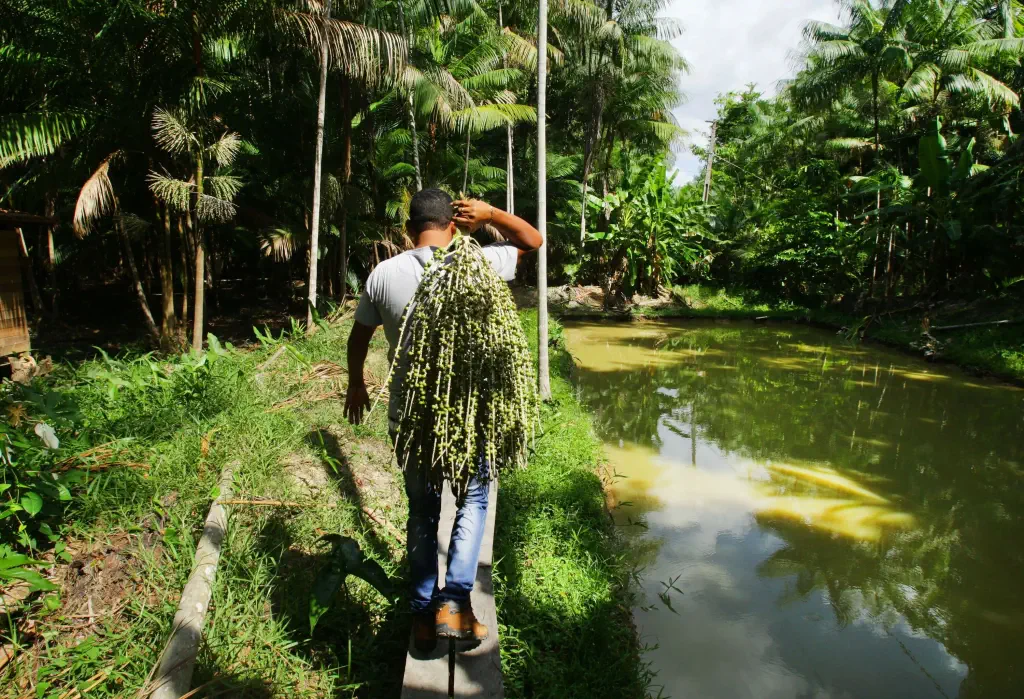 A man carries a harvested açai berries in the Amazon rainforest in Igarapé Miri district of the Pará state in Brazil. Acai berries are a 'super-food', high in antioxidants and anti-ageing properties, and are made into, and sold as, fruit juice.
