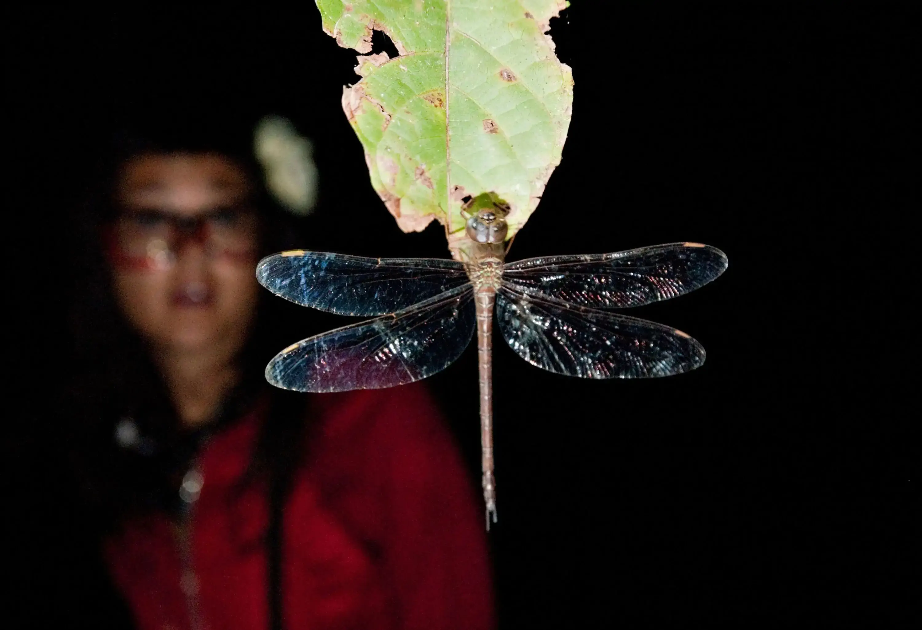 Night walk in the Amazon