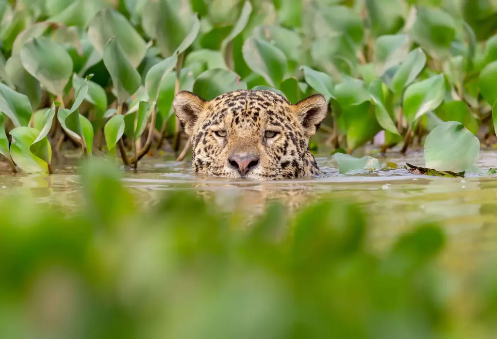 Head of a jaguar emerges from the surface of a river with green aquatic plants.
