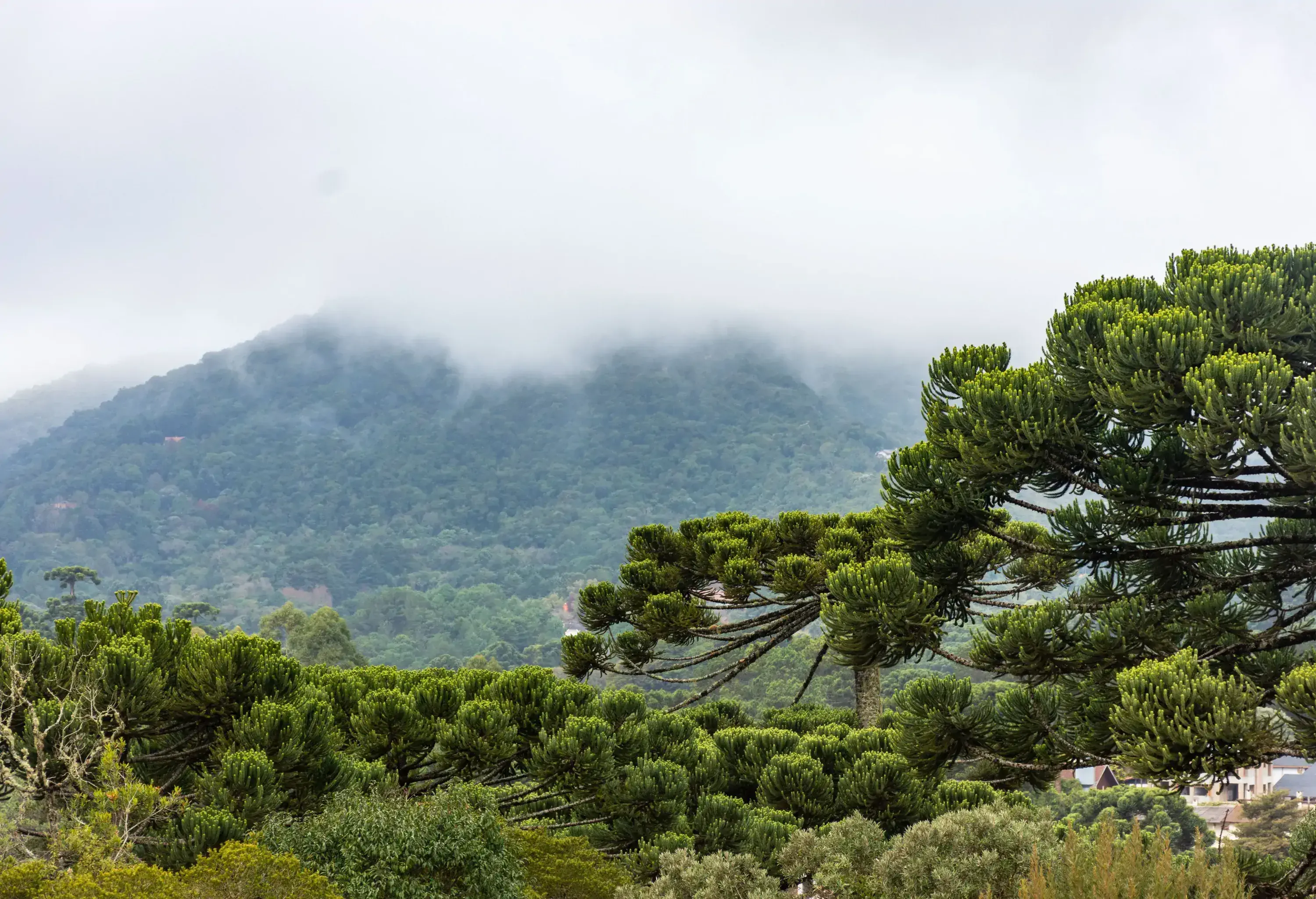 A refreshing view of lush greenery of trees and a fog-capped forested mountain.
