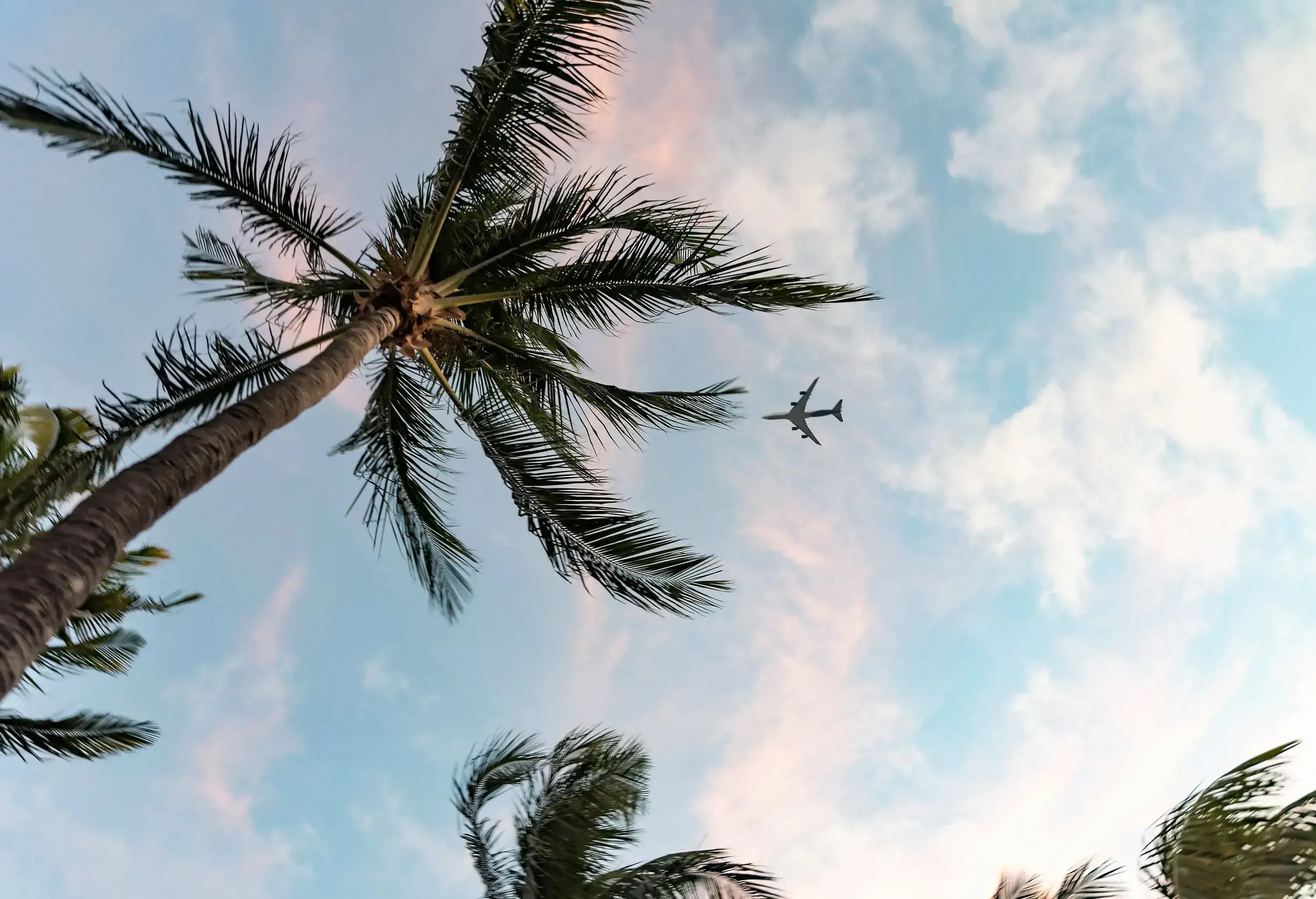 Palm tree points upwards towards subtly colored sky where an airplane is flying.