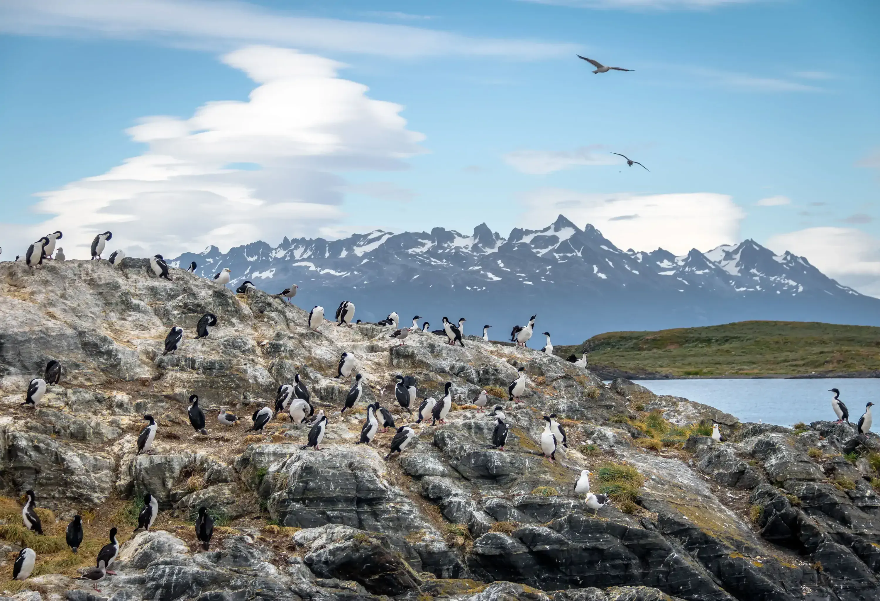 A flock of black and white birds resting on coastal rocks against the backdrop of snow-capped mountains with jagged peaks.