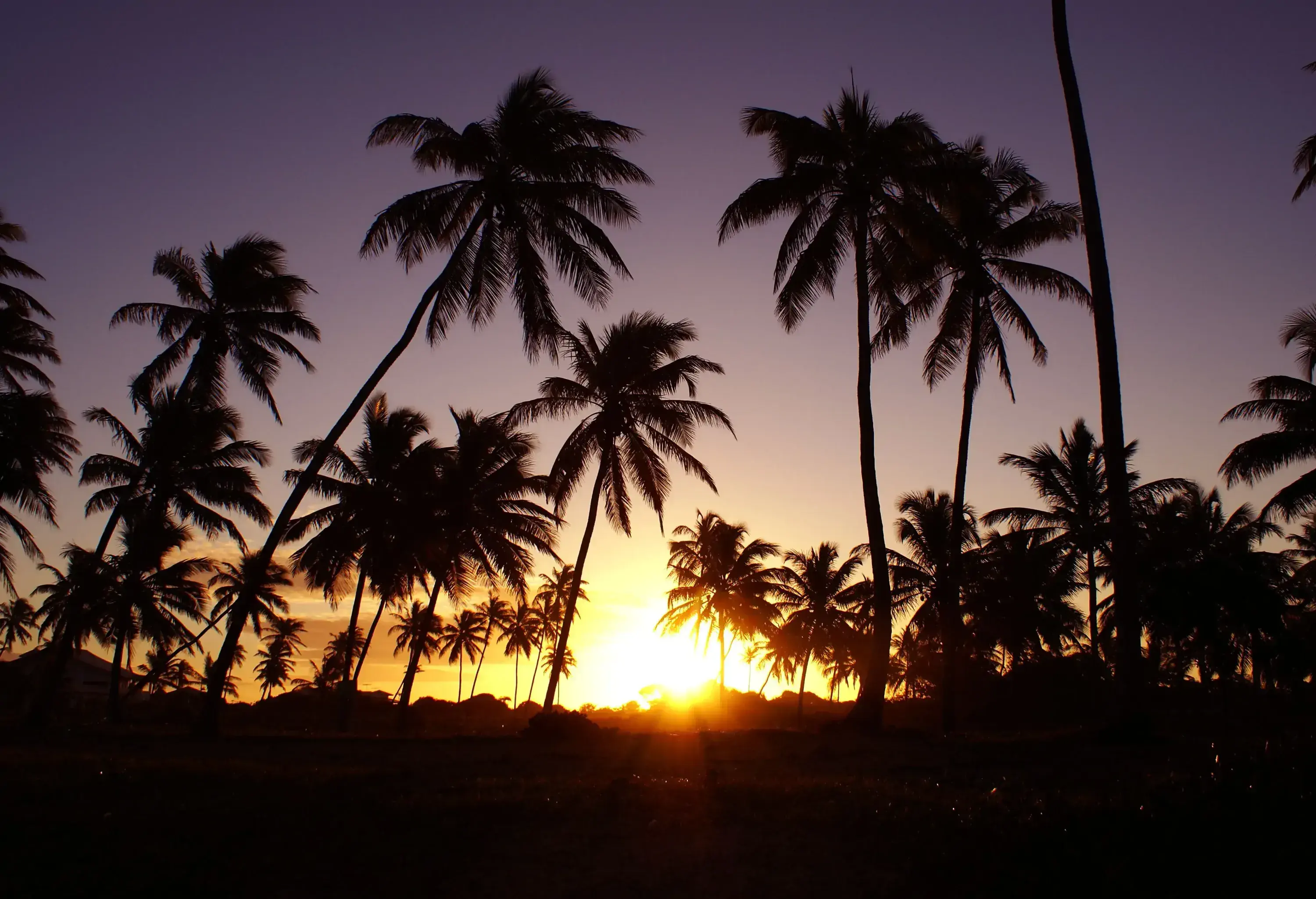 Silhouette of numerous palm trees against the setting sun.
