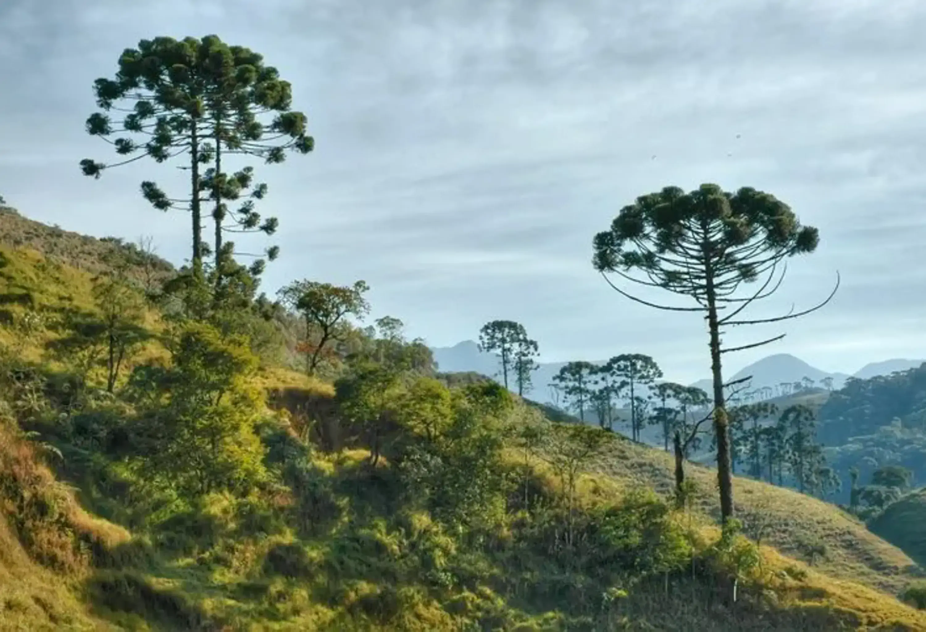 Tall mature evergreen trees grow on the slope of the mountainside.