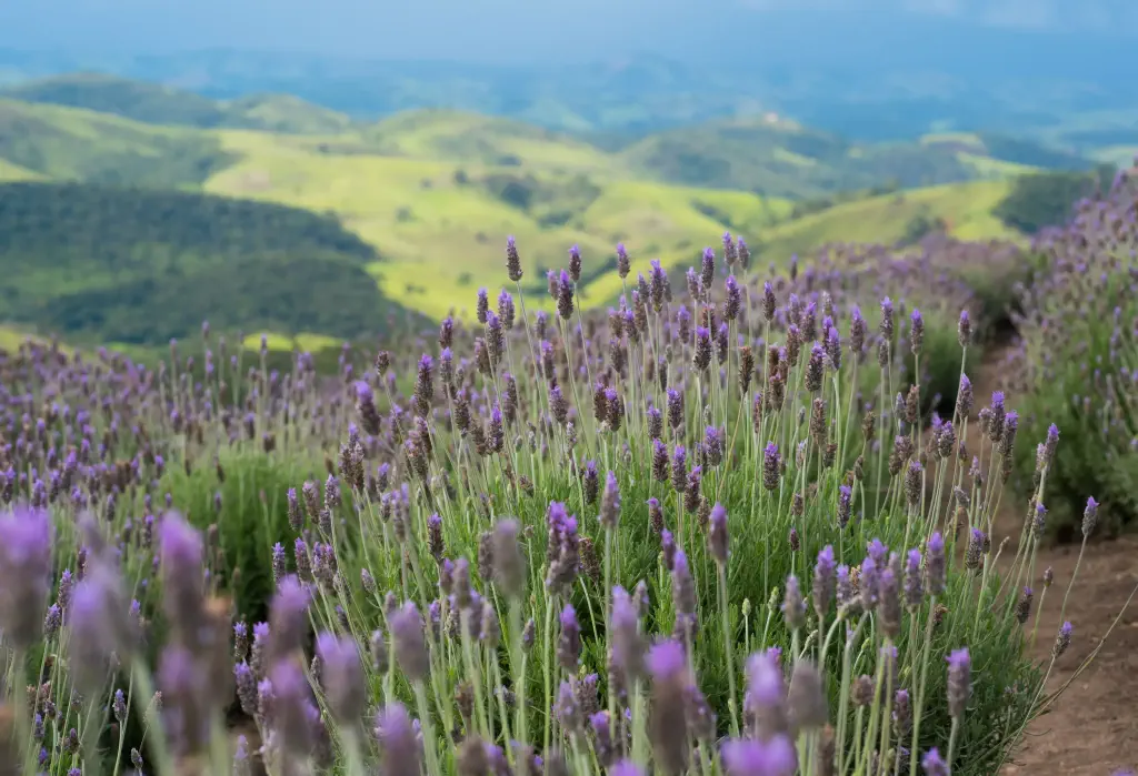 Lavender flowers blooming along a well-marked trail in the mountains.