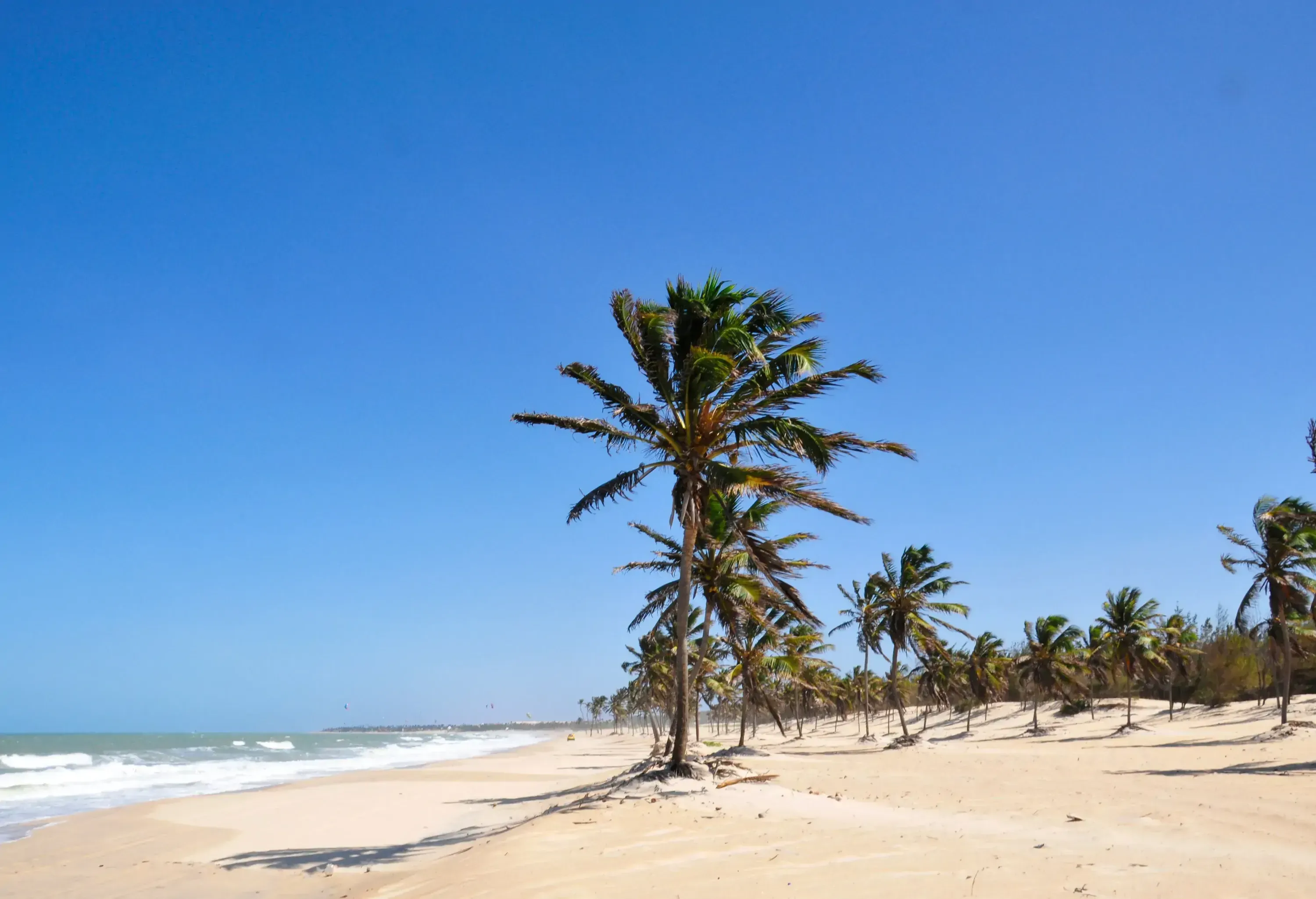 A tropical sandy beach with a line of palm trees under a bright blue sky.