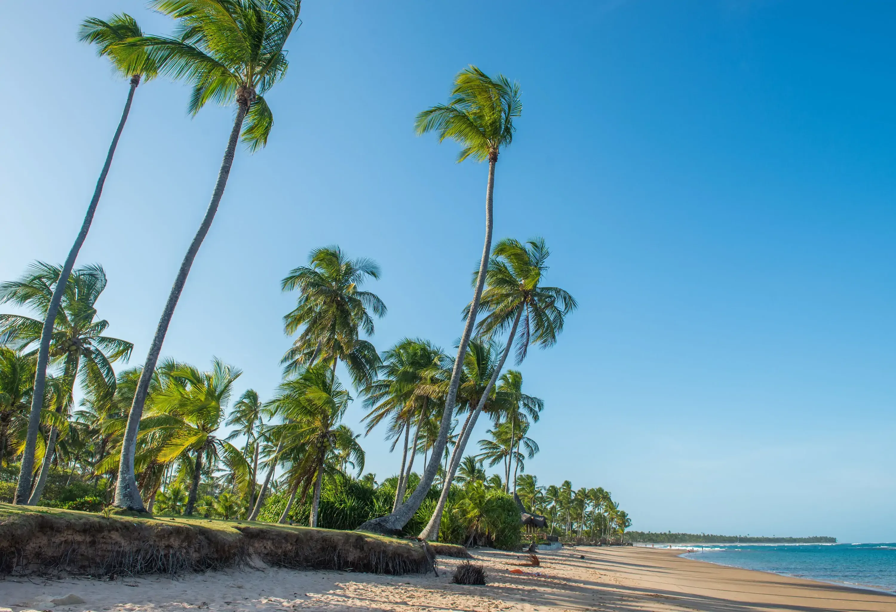 A long empty beach with calm turquoise waters and fine sands bounded by thick palm trees.