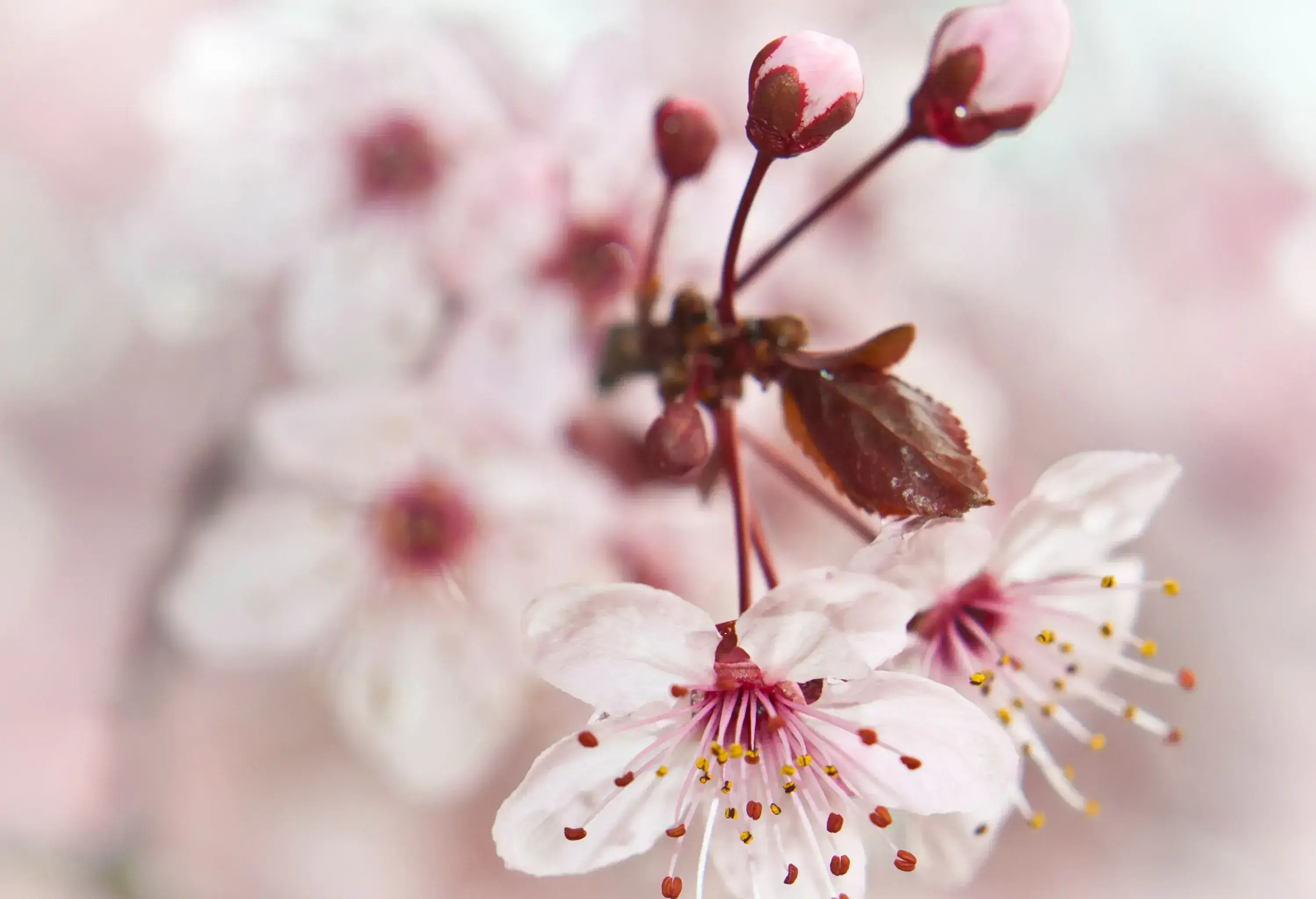 Close-up shot of a beautiful blooming cherry blossom.